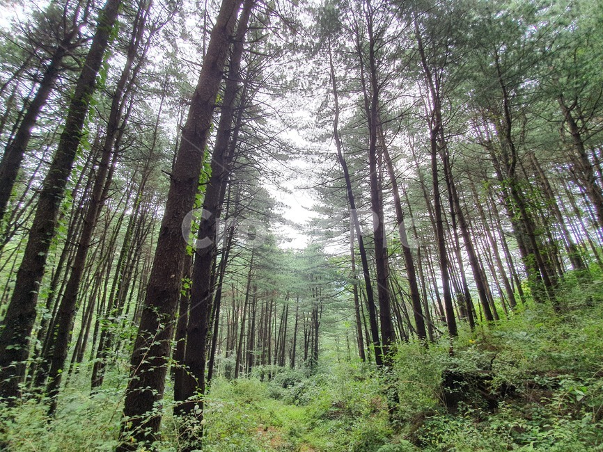 초록,나무,숲,깨끗,맑음,자연,풍경,nature,landscape,tree,plant,식물