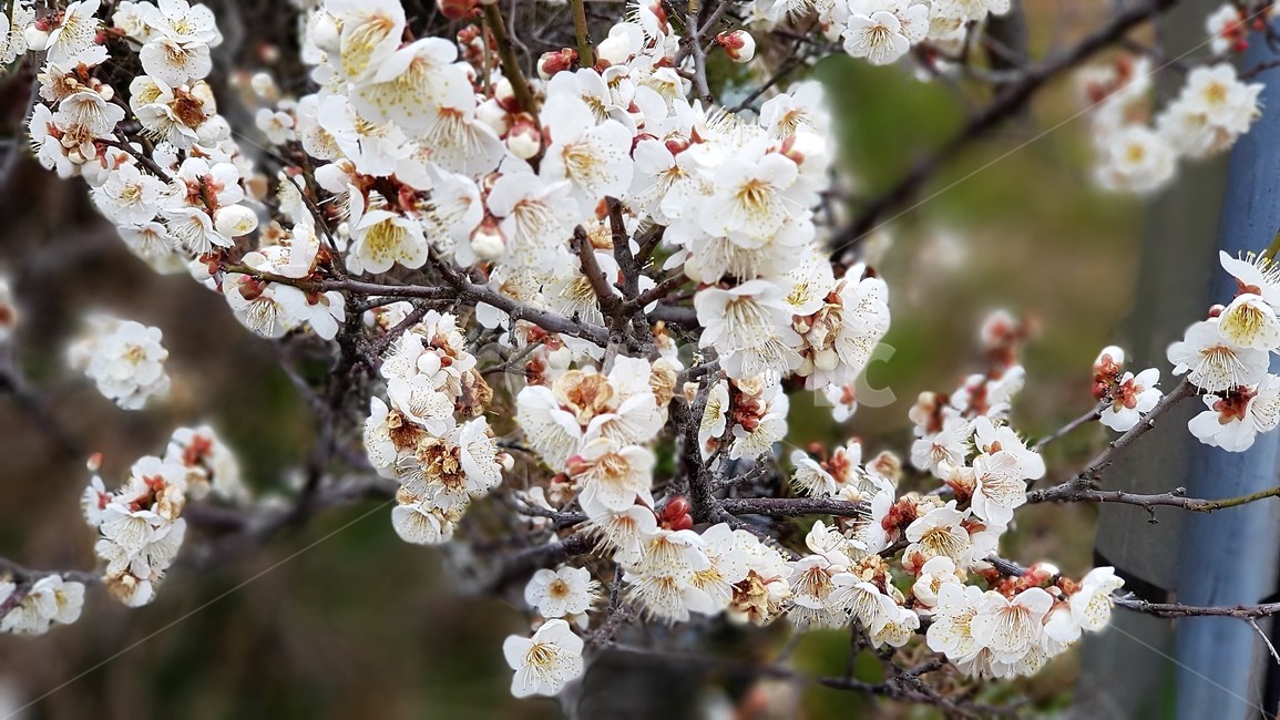 매화,꽃,봄,자연,식물,nature,landscape,spring,season,봄,계절,spring,season,식물,자연,plants,nature,꽃,flower,plant,blossom