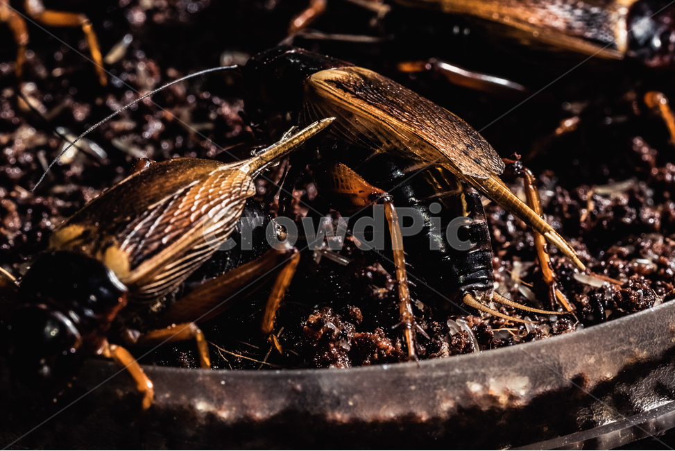 곤충,벌레,자연,생명,귀뚜라미,알,산란,쌍별귀뚜라미,bug,insect,접사,곤충,벌레,insect,bug
