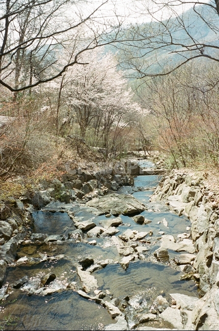 자연,nature,여유,벚꽃,경치,자연,풍경,nature,landscape,outdoors,옥외,water,물