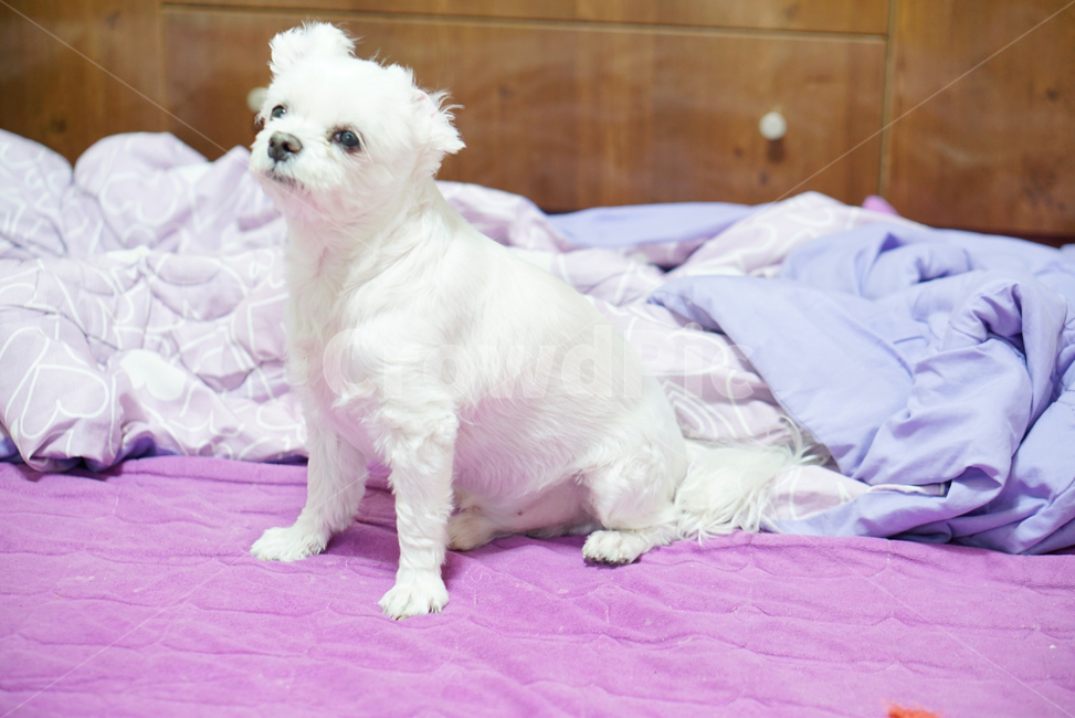 강아지,댕댕이,애완동물,애완견,개,pet,dog,animal,말티즈,마르티즈,말티스,마르티스,nature,동물보호,반려견,반려동물,동물,animal,포유류,mammal,개,강아지,dog,doggy