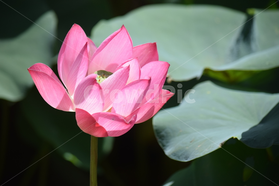 연꽃,꽃,식물,연잎,자연,식물,자연,plants,nature,꽃,flower