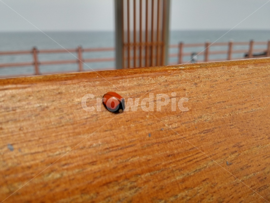 무당벌레,점,나무의자,곤충,민무늬,바다,빨간,검은,포커스,무늬,wood,ladybug,sea,pattern