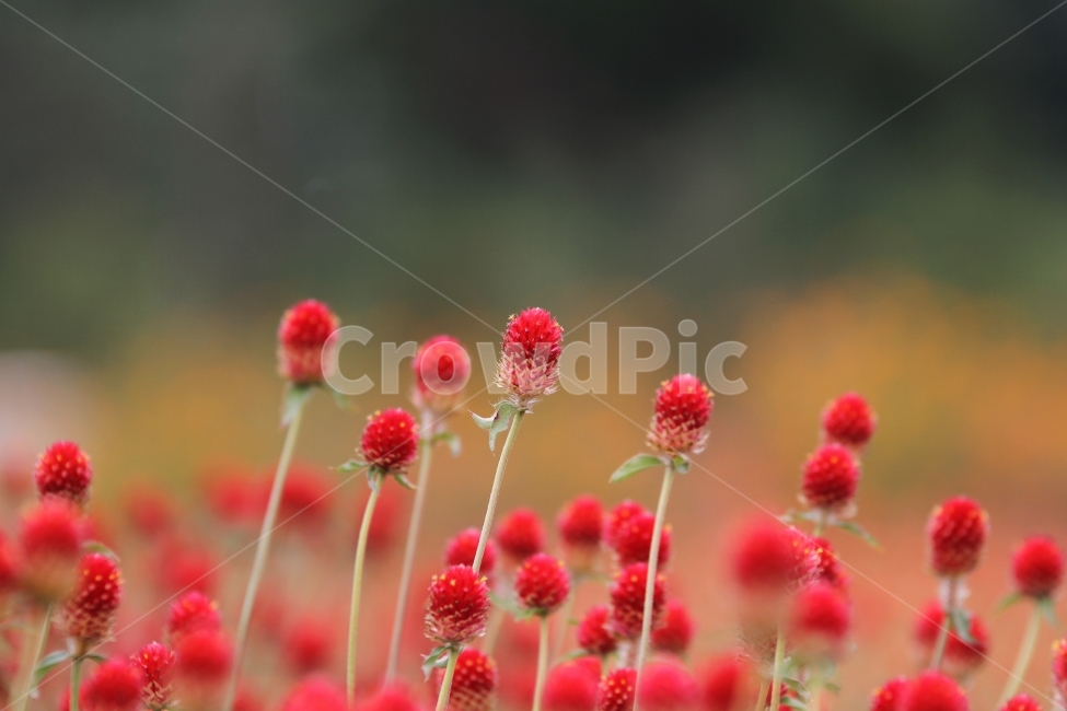 꽃,식물,천일홍,자연,감성사진,식물,자연,plants,nature,꽃,flower