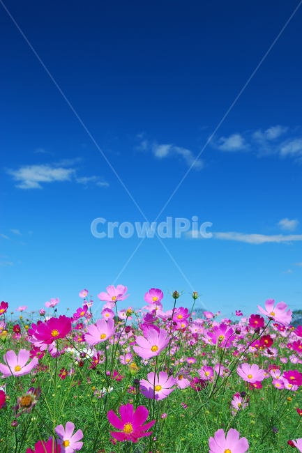 코스모스,꽃,가을,꽃밭,하늘,배경,백그라운드,자연,식물,그린,분홍색,핑크색,분홍,핑크,컬러,칼라,컬러풀,풍경,가을풍경