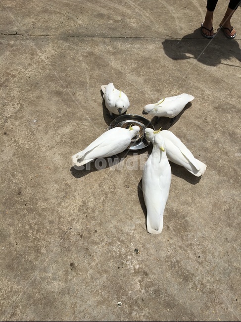 동물,앵무새,새,동물원,birds,호주,호주동물,동물,animal,조류,새,birds