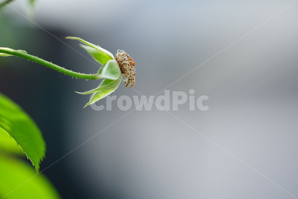 잎,식물,자연,그린,녹색,색감,컬러,생명,감성,접사,green,식물,자연,plants,nature