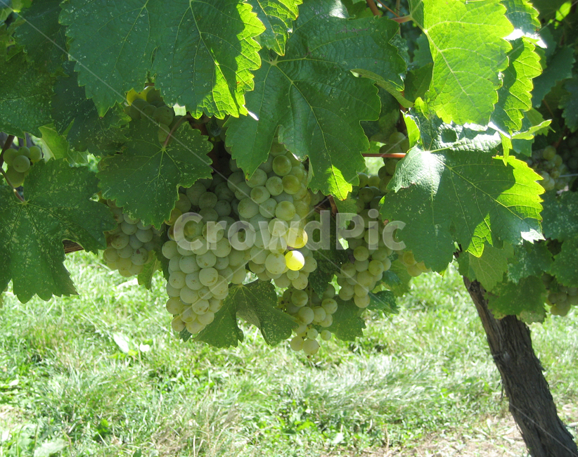 포도,청포도,과일,식물,음식,과일,열매,fruit,농업,농사,agriculture,farming,farming industry