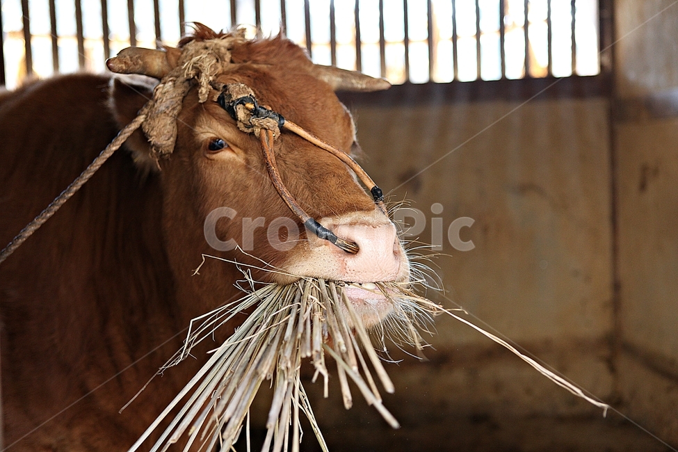 소,한우,암소,마굿간,코뚜레,동물,동물,animal,포유류,mammal