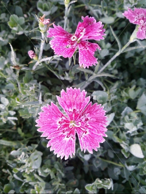 plant,식물,flower,꽃,자연,식물,자연,plants,nature,꽃,flower