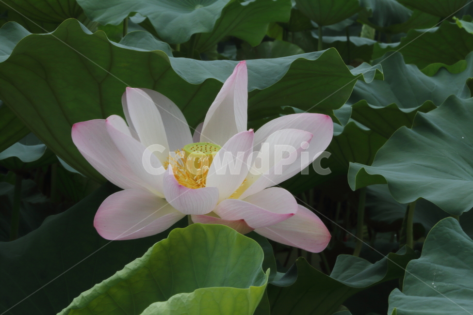 연,연꽃,식물,자연,lotus,식물,자연,plants,nature,꽃,flower
