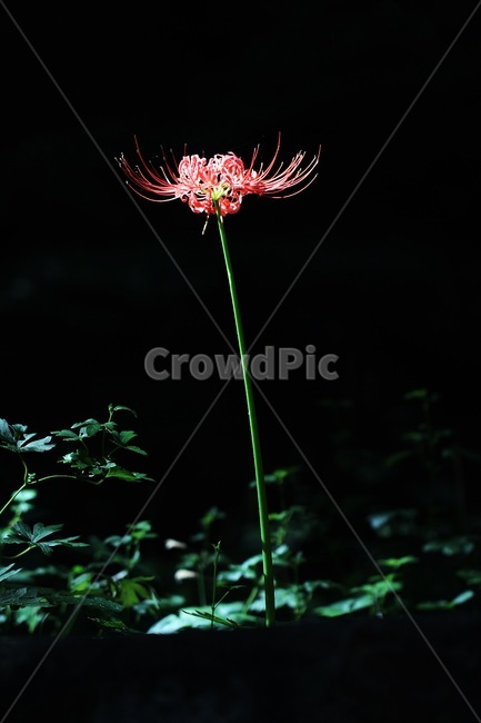 꽃무릇,독무릇,석산,선운사,불갑사,꽃,식물,상사화,식물,자연,plants,nature,꽃,flower