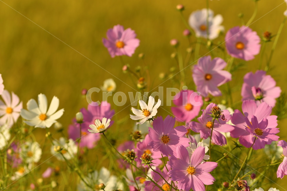 자연,꽃,가을,오후,코스모스,가을,계절,fall,autumn,season,식물,자연,plants,nature,꽃,flower,spring,봄,plant