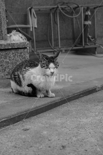 길고양이,고양이,흑백,cat,길냥이,동물,동물,animal,포유류,mammal,고양이,cat,kitten,kitty,흑백,모노톤,monochrome,black and white