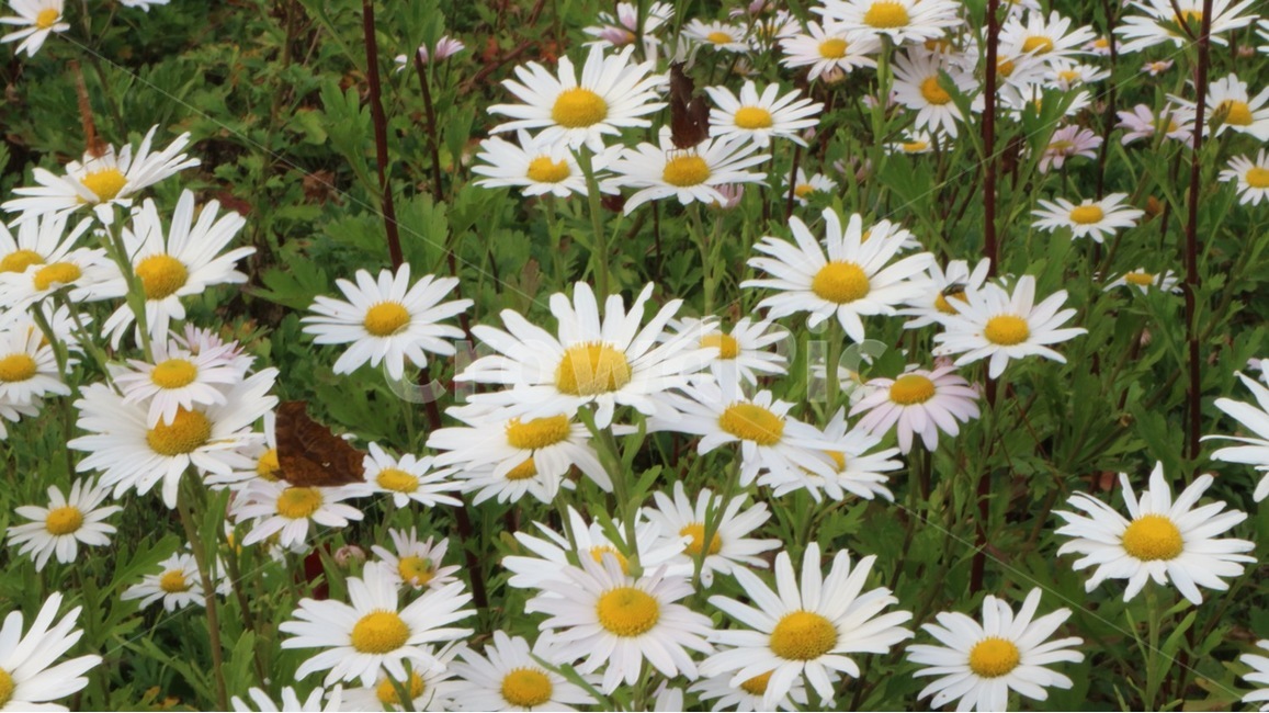 plant,식물,daisies,데이지,blossom,꽃,flower,식물,자연,plants,nature,꽃,flower