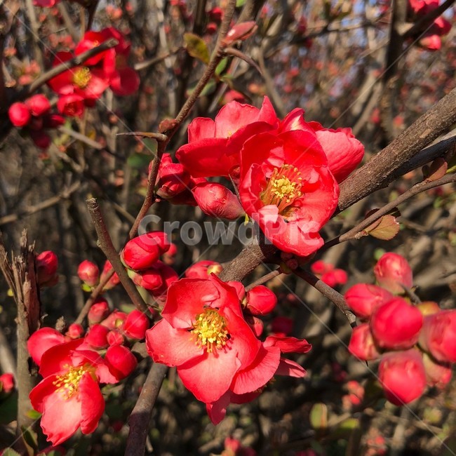 식물,plant,꽃,flower,봄,자연