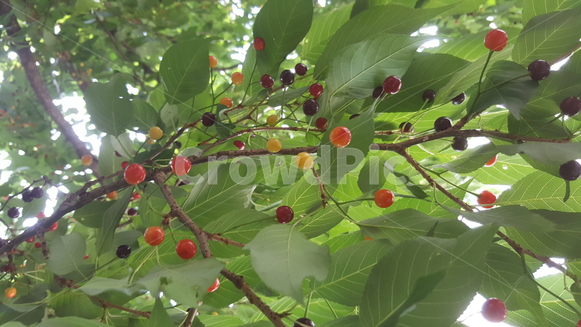열매,나무,식물,자연,나무열매,초록색,나뭇가지,fruit