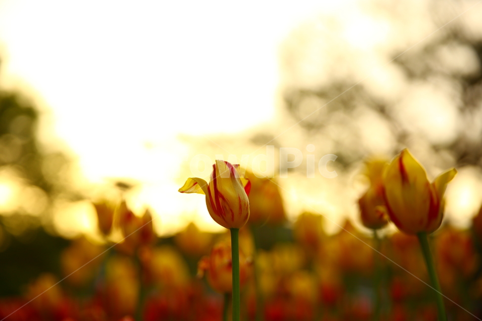 봄,꽃,튤립,노을,연지공원,햇살,꽃말,봄,계절,spring,season,식물,자연,plants,nature,꽃,flower,감성,sensible,feeling,plant,blossom,tulip