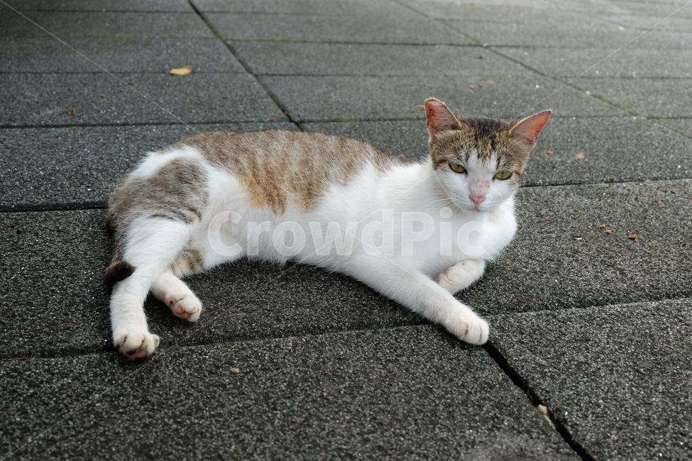 고양이,치즈태비,길고양이,동네고양이,포유류,동물