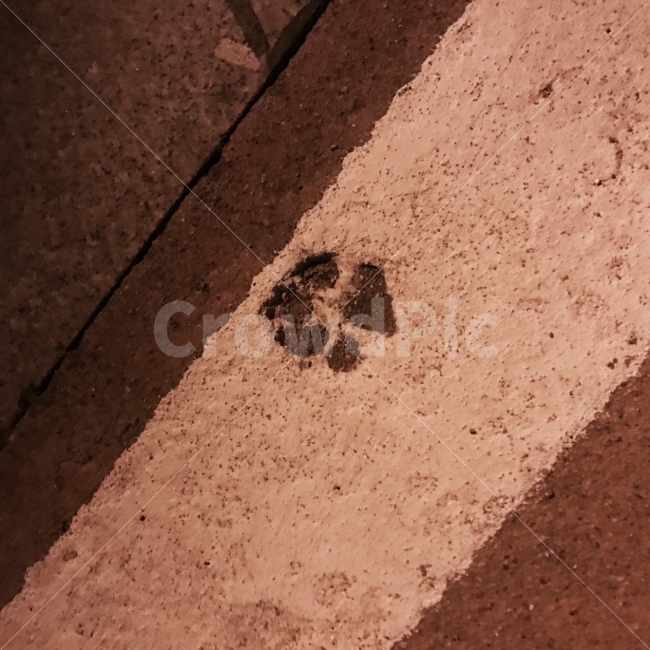 고양이,발바닥,귀여움,강아지,자국,발자국,도로,길,바닥