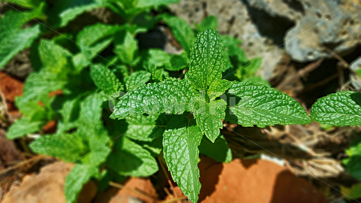 허브,herbs,민트,mint,식물,plant,페머민트,식물,자연,plants,nature