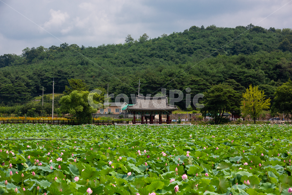 연못,연꽃,정자,한옥,저수지,자연,풍경,nature,landscape,한국자연풍경,한국자연경관,korea nature landscape,outdoors,옥외