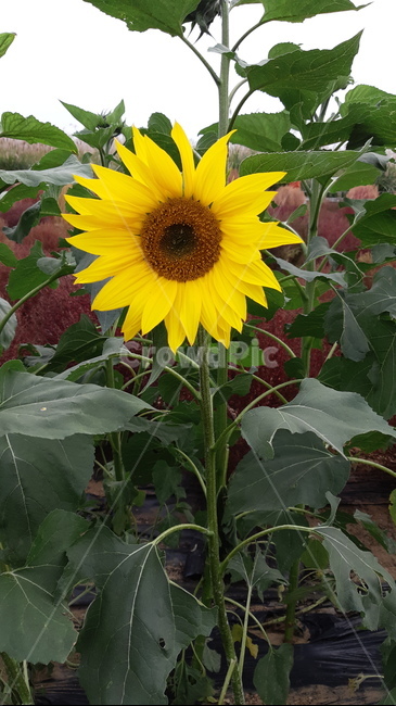 plant,식물,blossom,flower,꽃,해바라기,노란색,노랑,자연,풍경,태양,햇님,해,노란꽃,한송이,식물,자연,plants,nature,꽃,flower