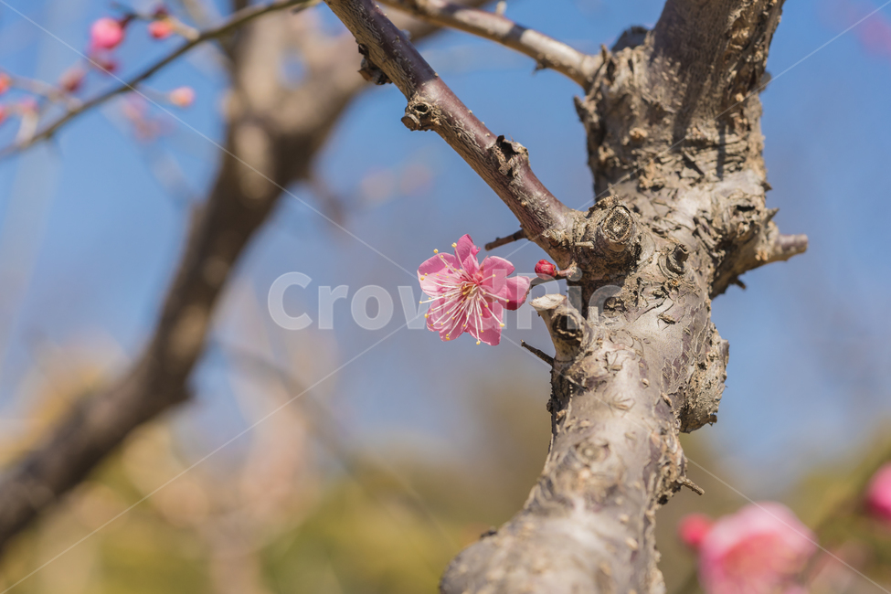 꽃,홍매화,매화,봄,자연,접사,꽃사진,풍경,spring,flower,nature,beauty,macro,봄,계절,spring,season,식물,자연,plants,nature,꽃,flower,감성,sensible,feeling,plant