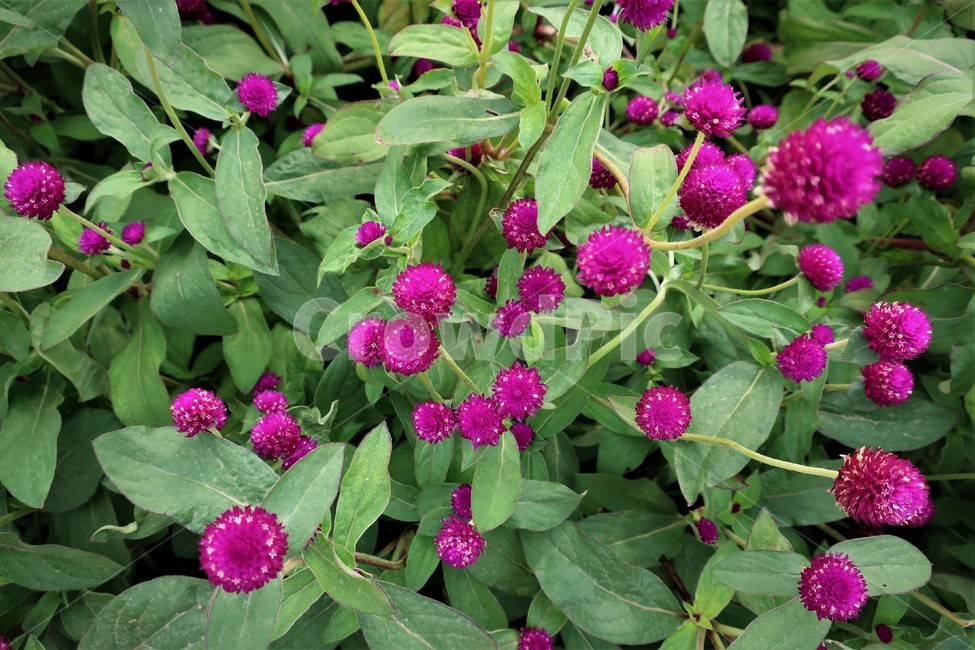 천일홍,꽃,군락지,핑크,꽃밭,식물,자연,경관,가을,식물,자연,plants,nature,꽃,flower