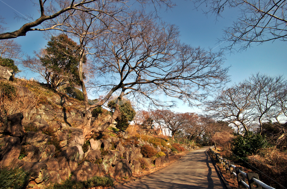 고목,겨울,풍경,산책로,계절,자연,도로,가을,계절,fall,autumn,season,자연,풍경,nature,landscape,tree,나무,plant,식물,tree trunk,나무 줄기