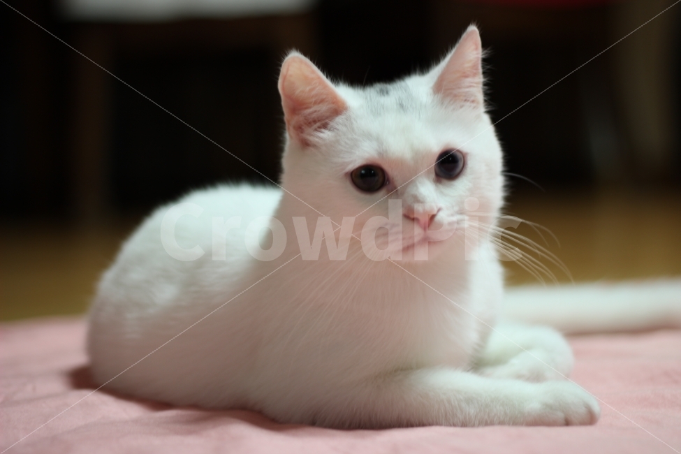 동물,고양이,반려동물,터키쉬앙고라,구름,솜사탕,동물,animal,포유류,mammal,고양이,cat,kitten,kitty