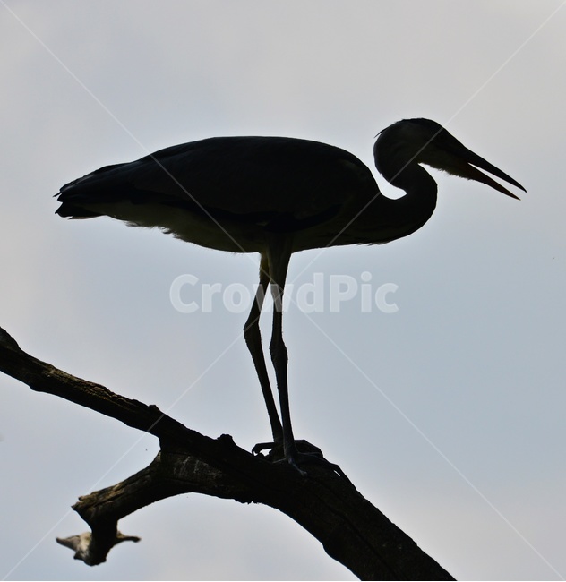 bird,새,animal,동물,waterfowl,egret,백로,stork,황새