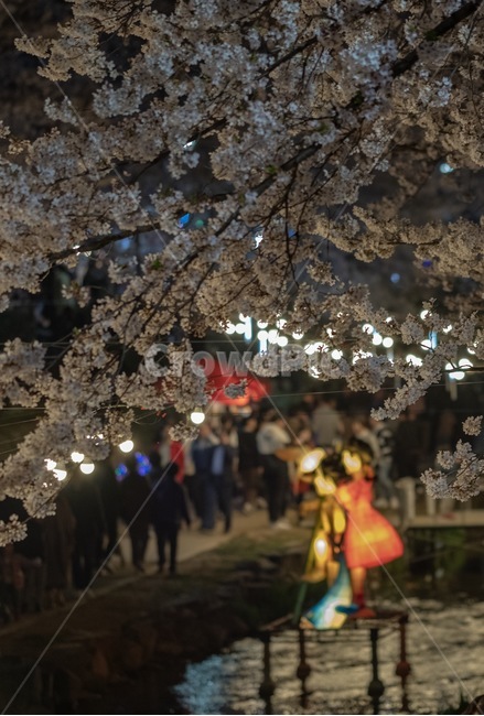 꽃,벚꽃,벚꽃축제,봄,감성,봄,계절,spring,season,야경,밤,풍경,nightscape,night,landscape,plant,식물,blossom,flower