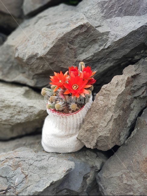 선인장,돌담,빨간색,꽃,돌,빨간꽃