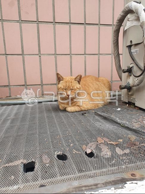 stray cat,cat,Im sleepy,cuteness,sleepy cat,animal,sleeping