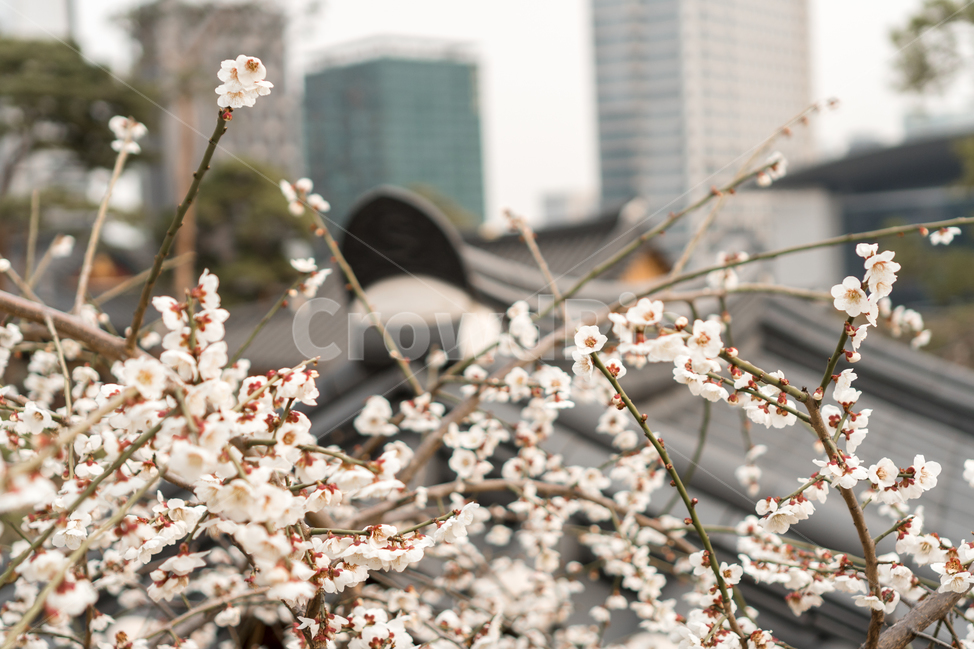 식물,blossom,꽃,flower,cherryblossom,벚꽃,봄,사찰,절,기와,도심속,서울,매화,백매화,봄,계절,spring,season