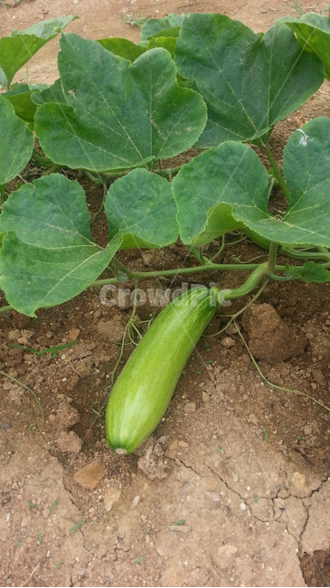 애호박,밭,주말농장,농산물,수확,땅,흙,산업,industry,industrial,농업,농사,agriculture,farming,farming industry