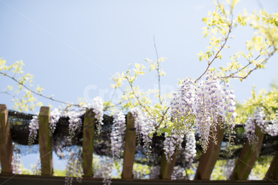 plant,식물,꽃,등나무,등나무꽃,자연