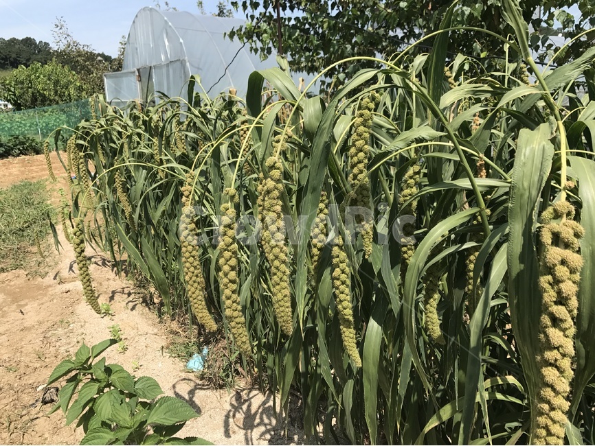 조,농사,농산물,농업,시골,농촌,식물,자연,plants,nature,곡류,곡식,cereals,산업,industry,industrial,농업,농사,agriculture,farming,farming industry