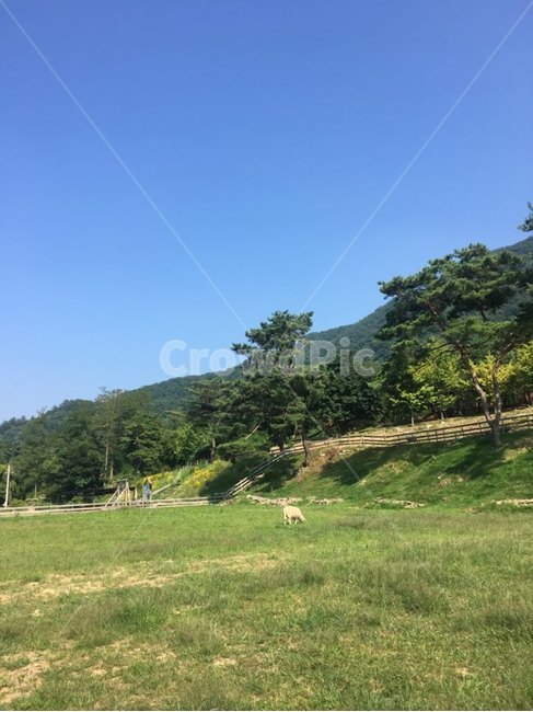 자연,숲,동물,여름,나무