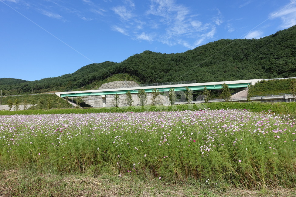 코스코스,가을,코스모스축제,꽃물결,꽃밭,꽃,자연,풍경,nature,landscape,outdoors,옥외