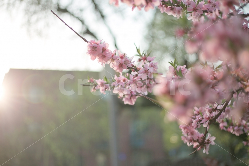 봄,꽃,복사꽃,복사나무,봄꽃,햇볕,햇빛,식물,자연,plants,nature,봄,계절,spring,season,꽃,flower,plant,blossom