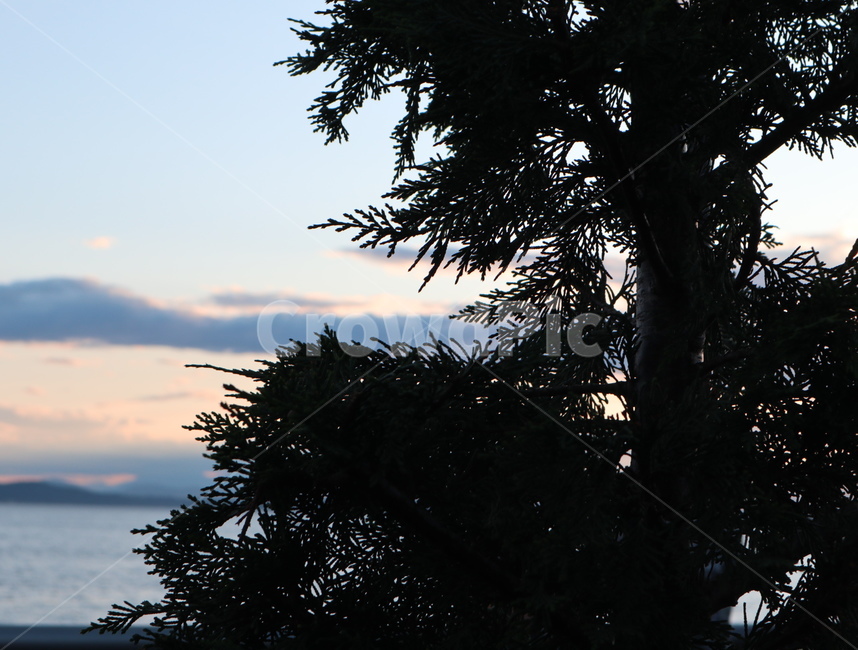 tree,나무,역광,자연,바다,식물,plant
