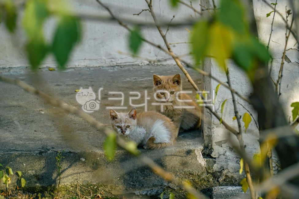 고양이,새끼고양이,가족,숨어있다,cat,kitten,family,hiding,동물,animal,동물,animal,포유류,mammal,고양이,cat,kitten,kitty