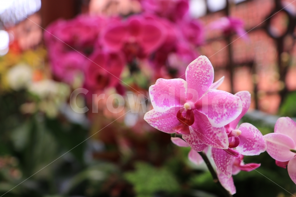 꽃,봄,여름,분홍,느낌,길거리,화단,봄,계절,spring,season,식물,자연,plants,nature,꽃,flower,plant,blossom