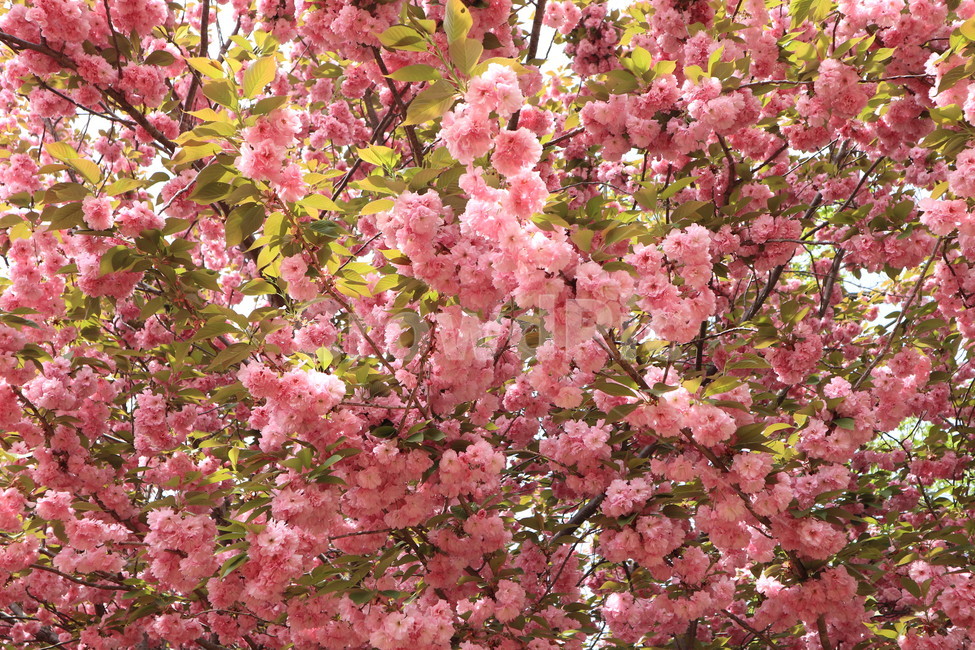 겹벚꽃,꽃,벚꽃,분홍색,봄,자연,식물,spring,flower