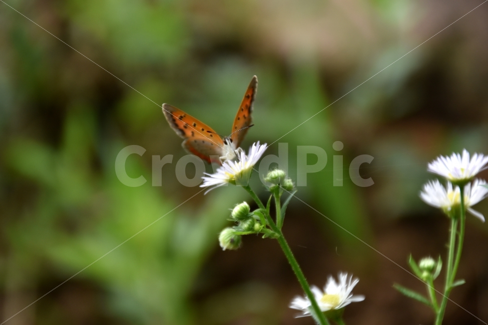 꽃봉산,산청,호랑나비,나비,산앤청,식물,자연,plants,nature,꽃,flower,동물,animal,곤충,벌레,insect,bug