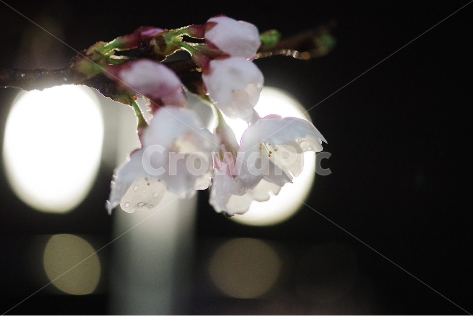 벚꽃,봄꽃,꽃,봄,배경화면,바탕화면,계절,식물,자연,생명,꽃잎,봄,계절,spring,season,식물,자연,plants,nature,꽃,flower,bee,벌,animal,동물,invertebrate,무척추 동물,insect,곤충,plant