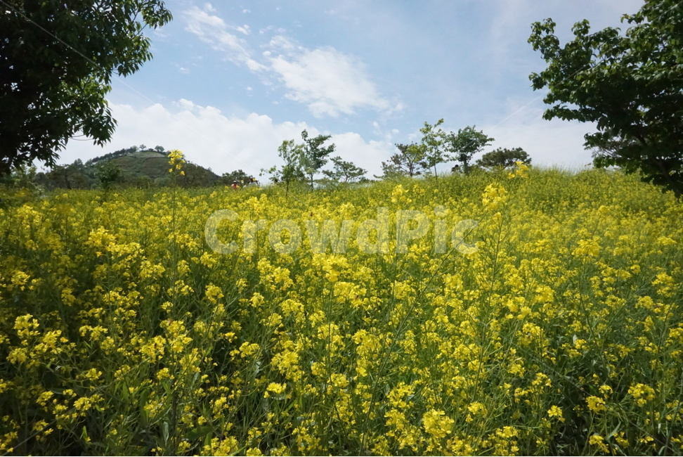 유채꽃,꽃,풍경,봄,자연,노란꽃,flower,하늘,봄,계절,spring,season,자연,풍경,nature,landscape,한국자연풍경,한국자연경관,korea nature landscape,식물,plants,꽃,flower,grassland,목초지,outdoors,옥외,field,들