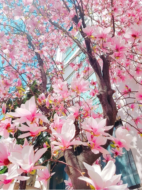목련꽃,목련꽃나무,봄꽃,분홍색꽃,핑크색꽃,목련,꽃나무,봄,목련꽃만개,봄,계절,spring,season,plant,식물,flower,꽃,blossom